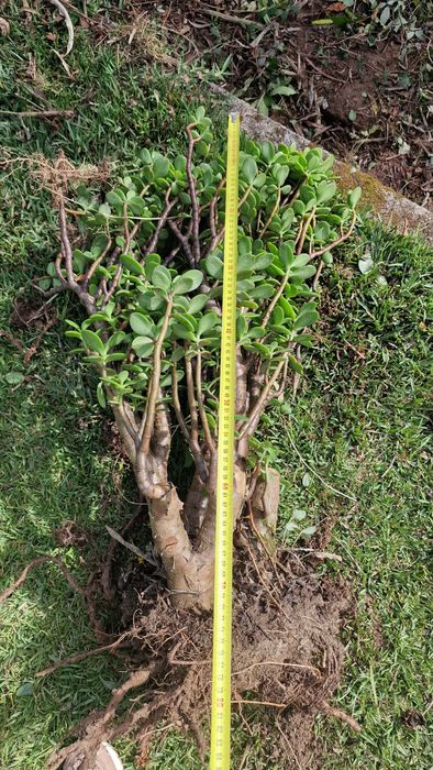 Grande Planta de jade