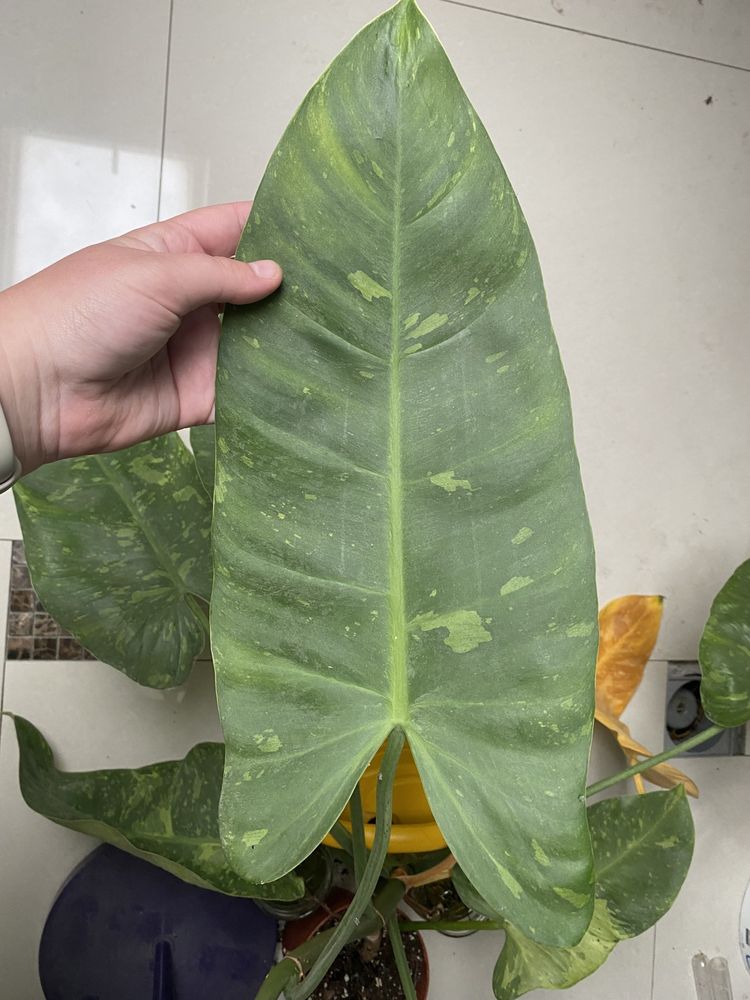 Monstera Variegata, jose buono