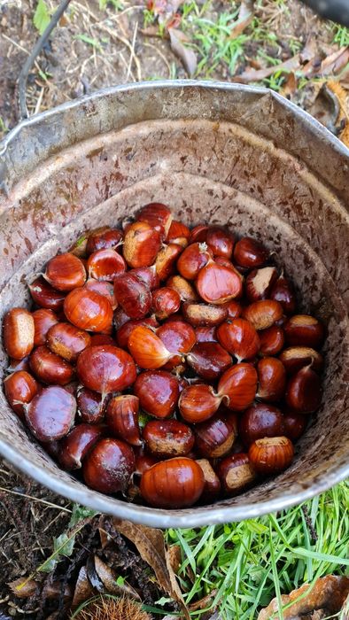 Castanha Tras os Montes