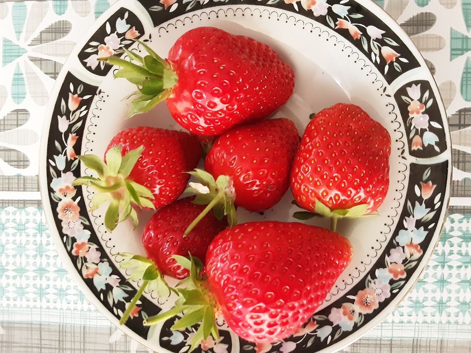 Саженцы клубники