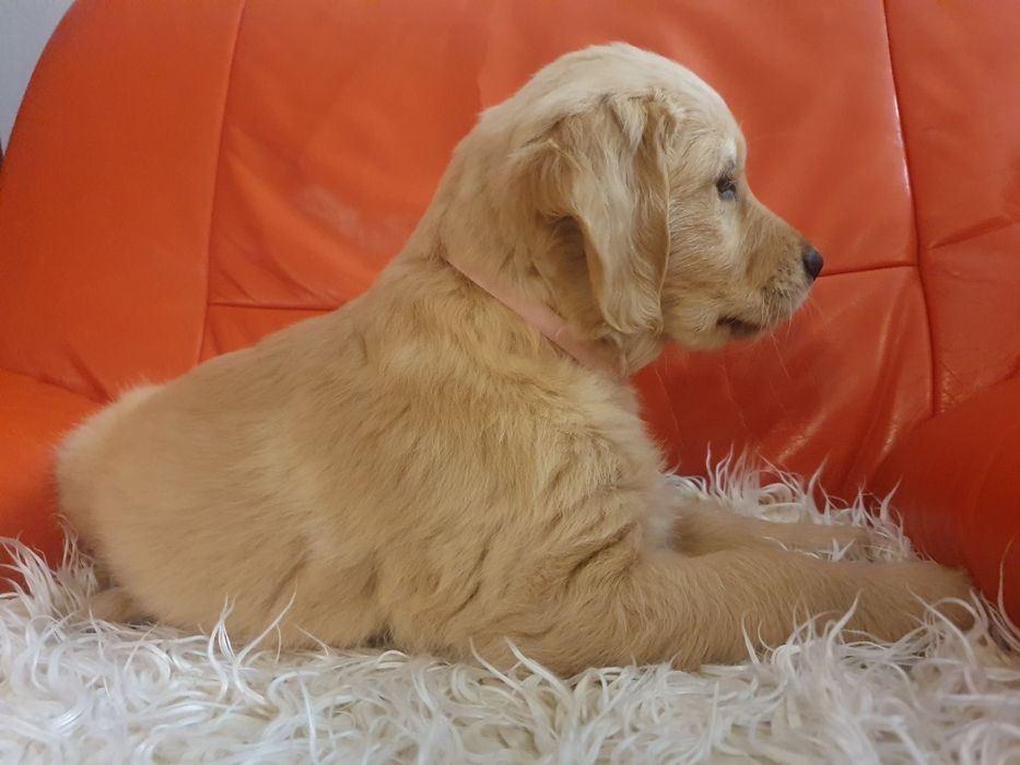 Golden Retriever / szczeniaki / złoty piesek