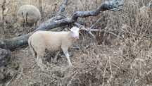 Borrego com 3 meses INRA 401