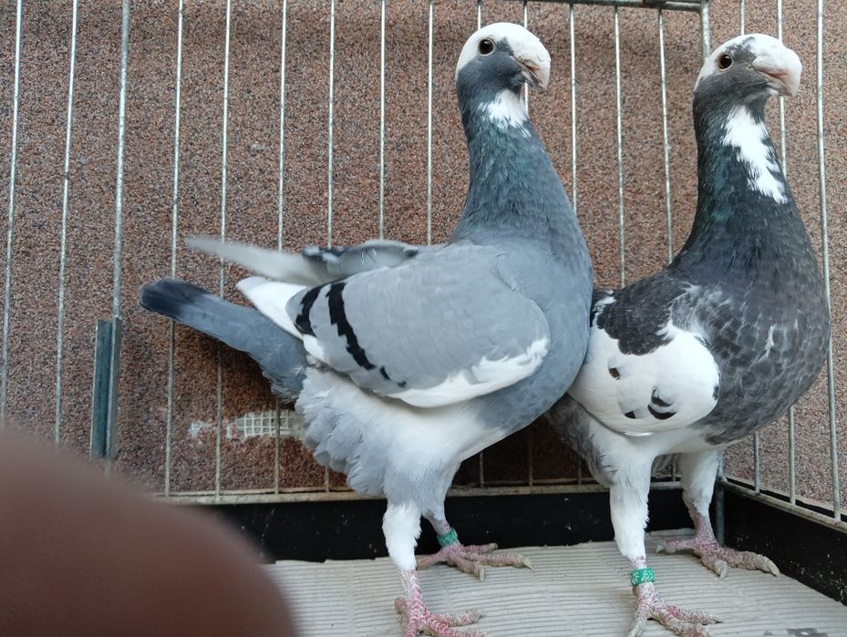 Para Niemiecki wystawowy z 2025r