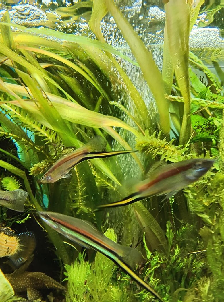 Xiphophorus helleri "Rio Jalapa"