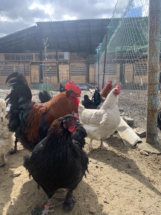 Інкубаційні яйця курей породи Маран