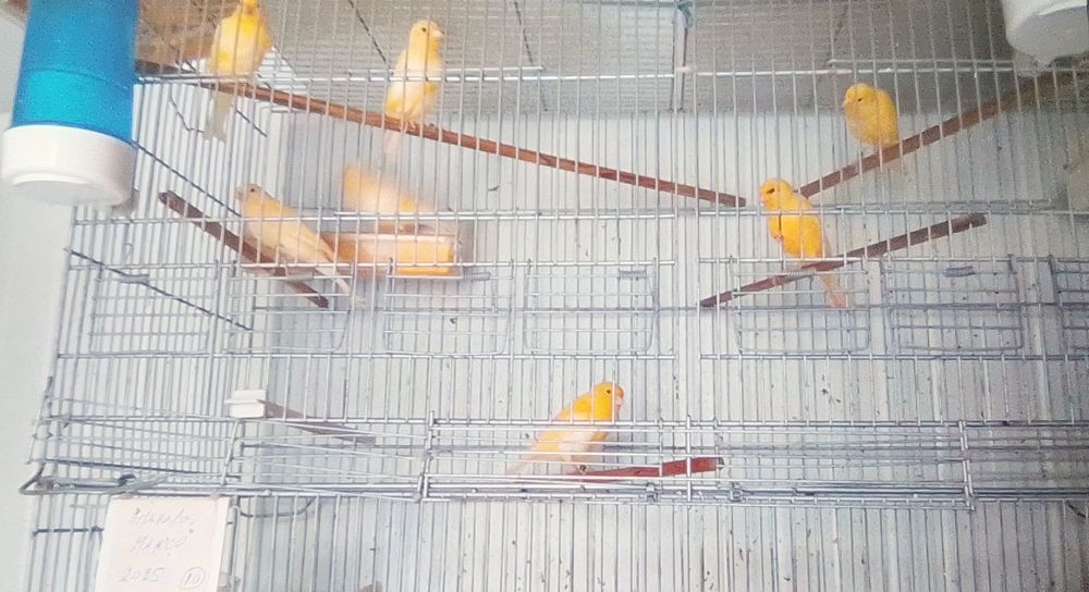 Vendo Canários Timbrado Espanhol, e Amarelos Belga.