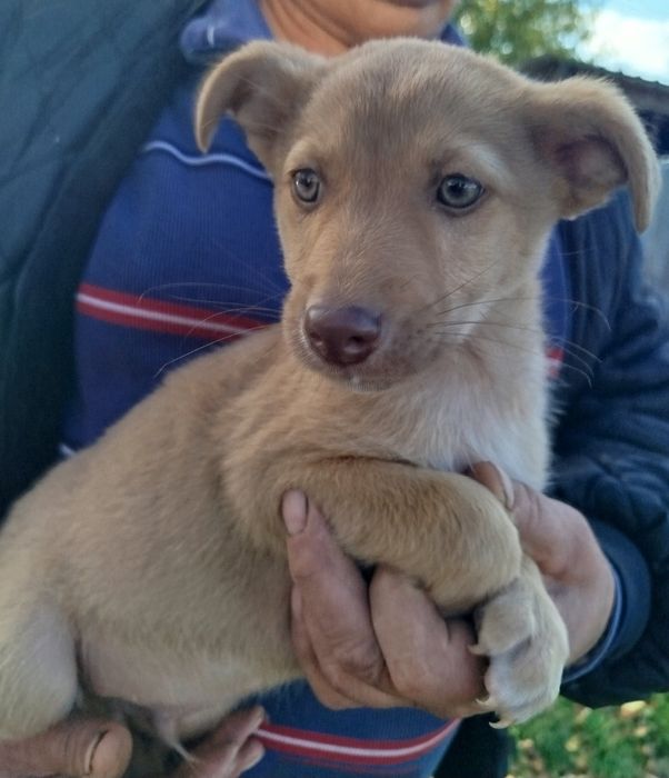 Цуценятко шукає родину!