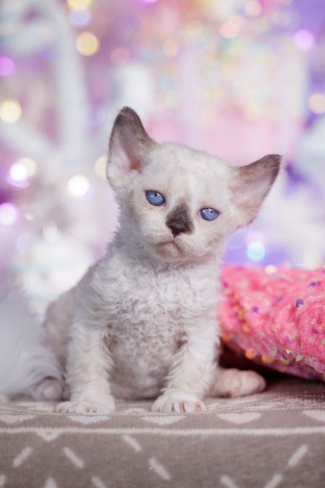 Devon Rex* Kotka niebieskooka* Be Iconic - owieczka