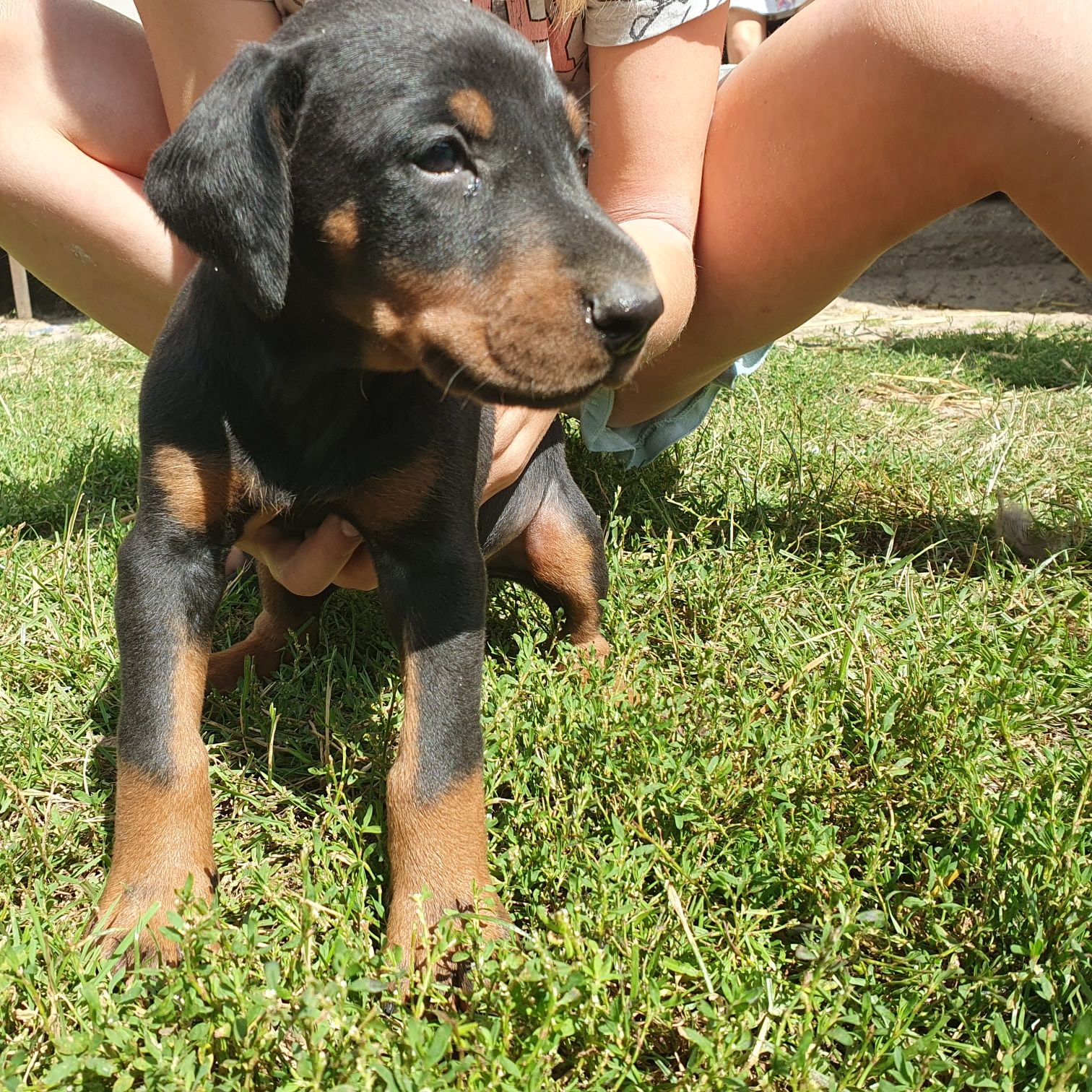 Doberman suczka za 2 tygodnie już do odbioru