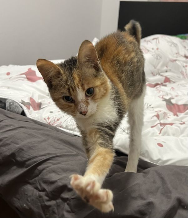 Bambi - mały tulasek szuka swojego człowieka.