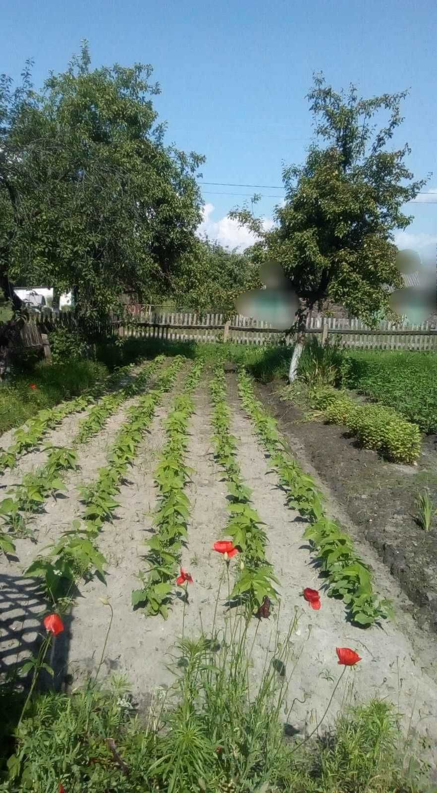 земельна ділянка з будинком, город, участок