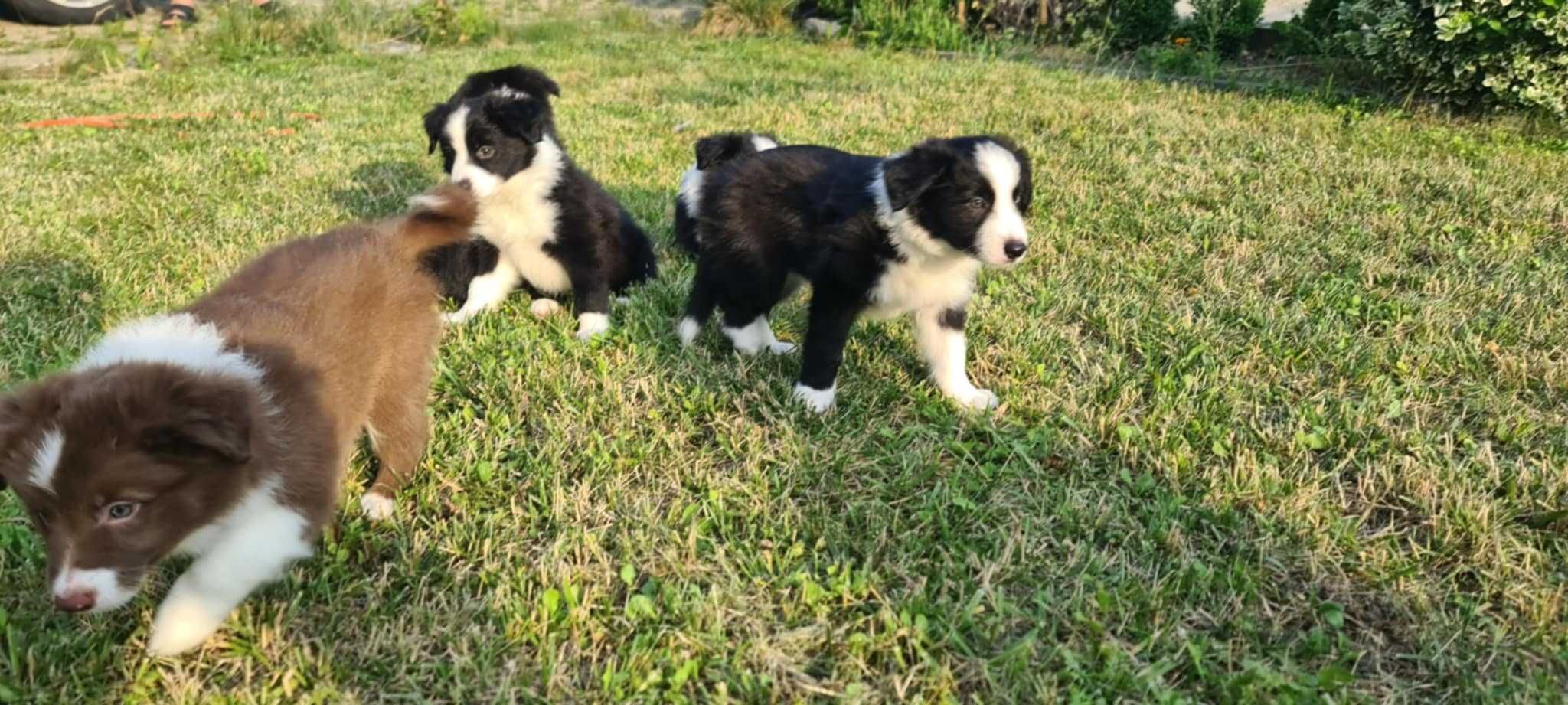 Szczeniak Border Collie
