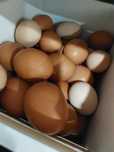 Ovos de galinha caseiros