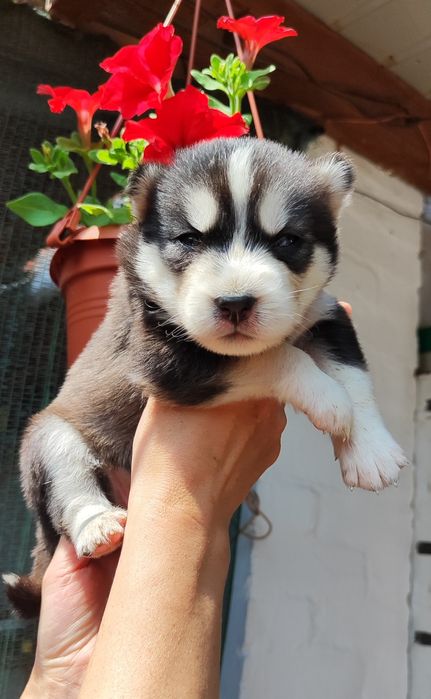 Цуценята сибірський хаскі