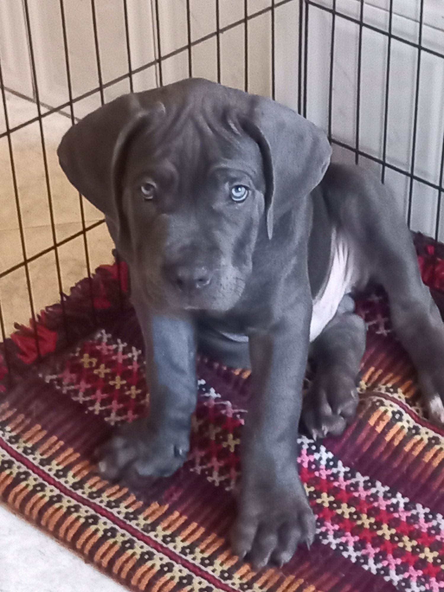 Cane Corso Italiano