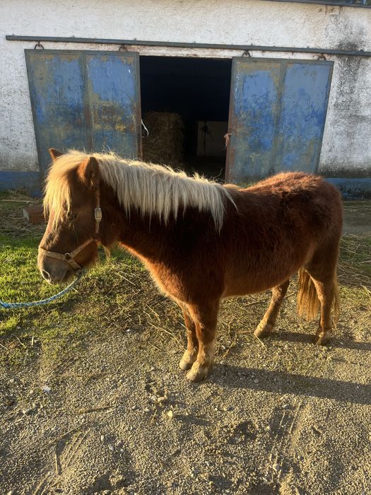 Ponei femea 1,15m