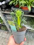 Albuca spiralis ‘Frizzle Sizzle’ 1 szt. doniczka 12cm