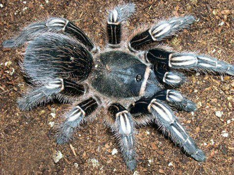 Паук Aphonopelma seemanni L 9 самка