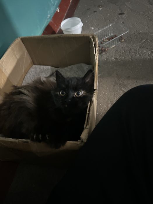 найніжніша киця, кішка