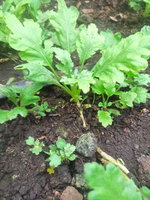 Хризантема бигуди, черенки