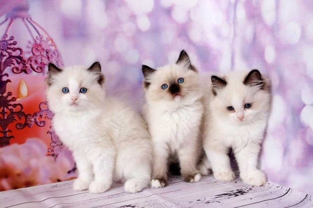Кошенята регдолл з ідеальним темпераментом.