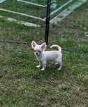 ZAREZERWOWANA Chihuahua suczka długowłosa szczenie FCI