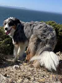 Border Collie ( Macho ) (acasalamento )