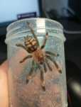 P. irminia L5/6 NS
