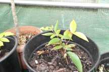 Vendo Jabuticaba Scarlat