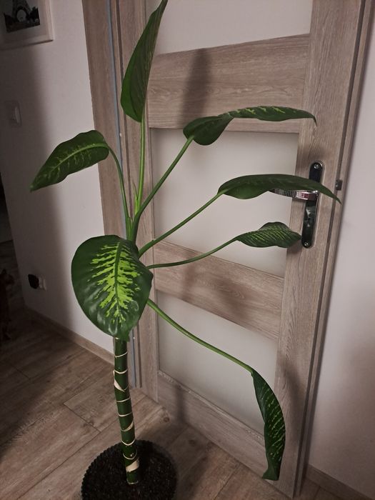 Difenbachia! 140 cm