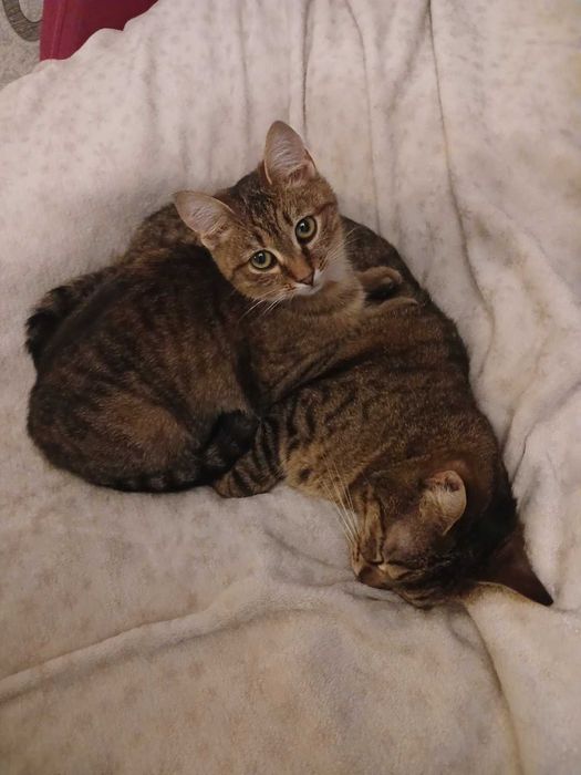 Віддам лісову красуню в добрі руки