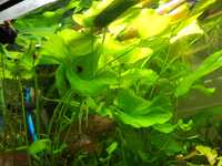 Roślina akwariowa Lotos tajwański zielony!