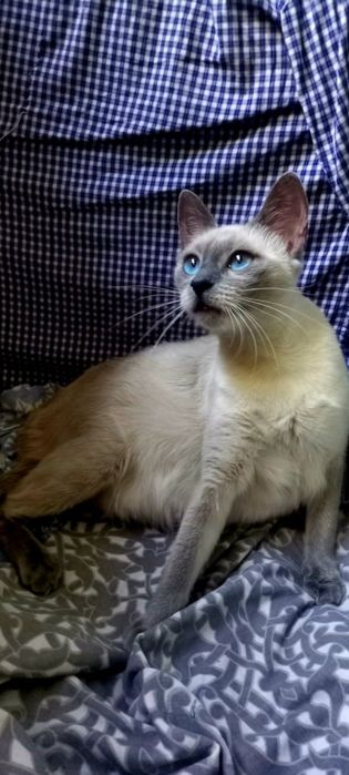 Сиамские голубоглазые котята
