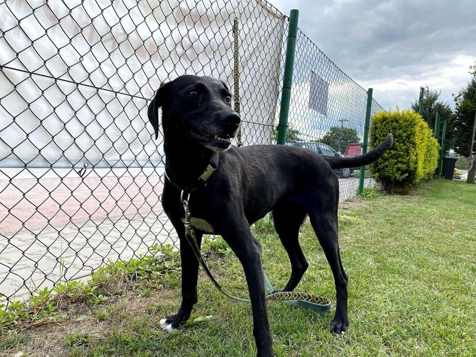 Luna - mix Wyżeł; mądra, łagodna i delikatna