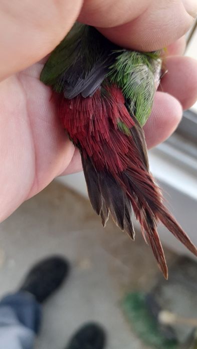 Diamante Tricolor