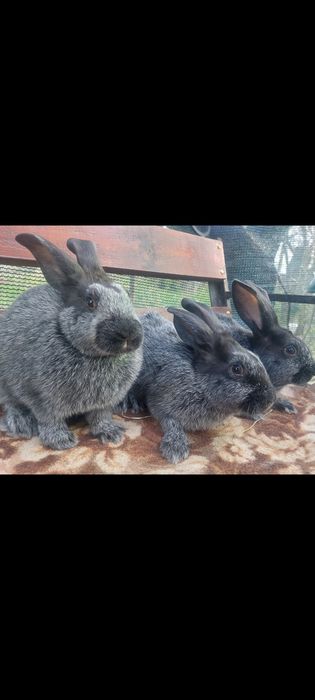 Кролики різних порід