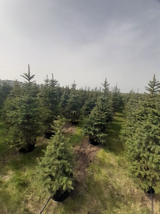 Duży  świerk srebrny  kłujący w donicy