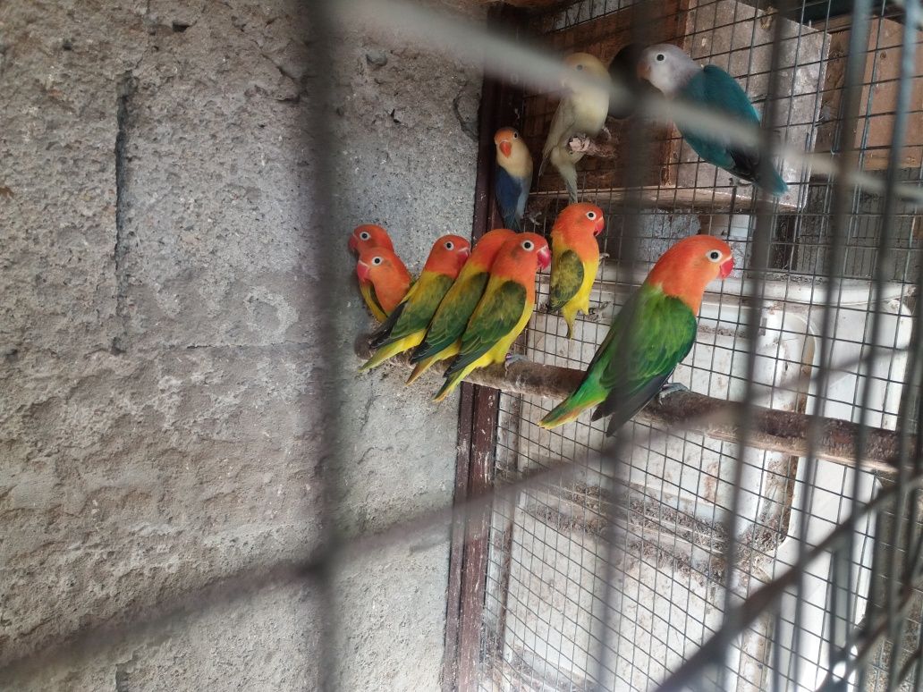 Agapornis Opalinos yellou face  opalinos azuis  verdes  portadores