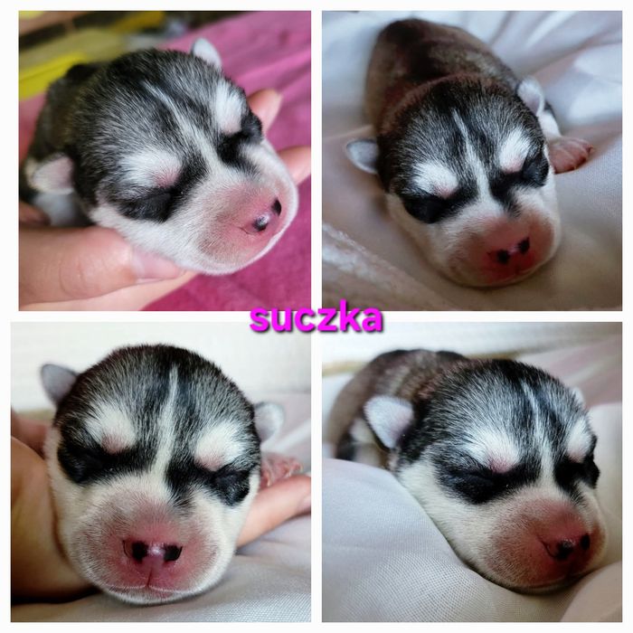 Szczenię siberian husky ZKwP FCI szczeniak haski rodowód po champion