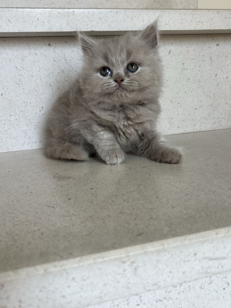 Gatinha british longhair
