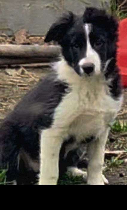Border Collie szczenię