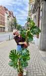 Piękne duże rosliny monstery +100 cm