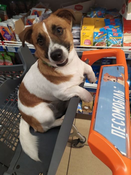 Дівчата - цуценята Джек Рассел Терьер