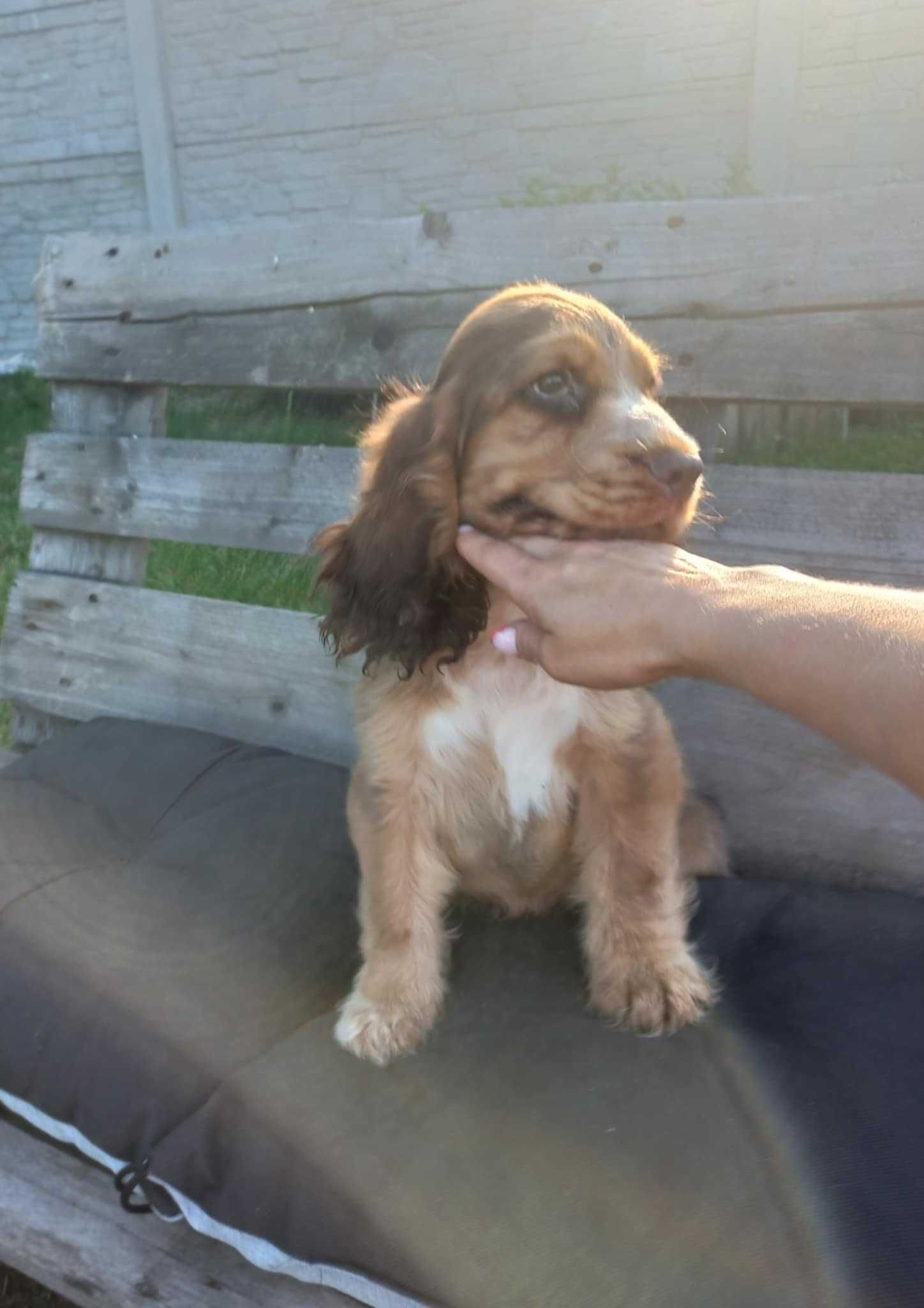 Cocker Spaniel Angielski Piesek