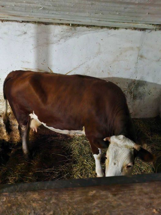 Продам корову на утримання