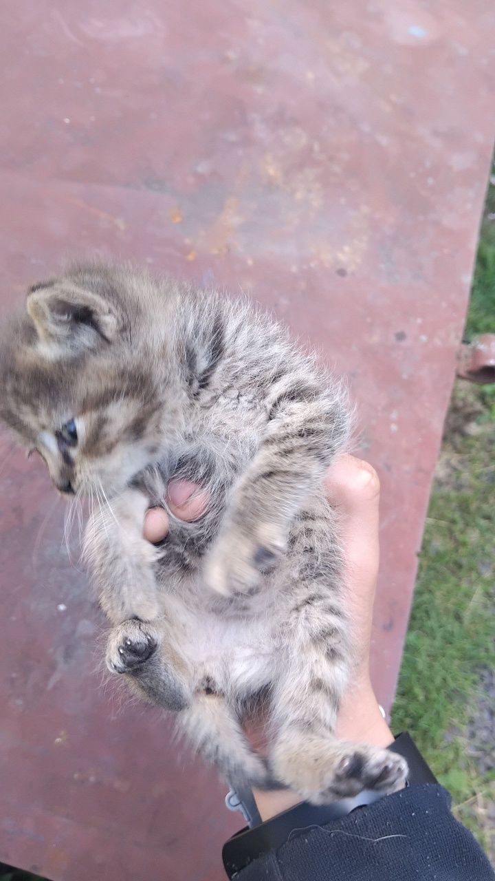 Кошенята безкоштовно