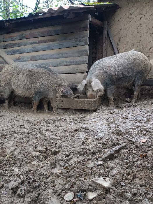 Продам свиней на заріз