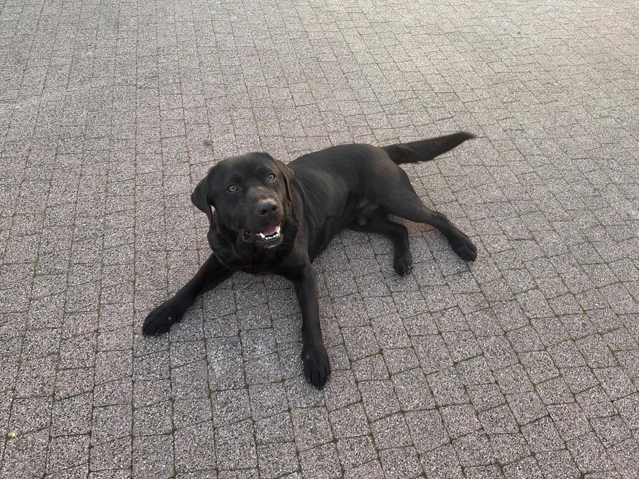 Małe pieski lablador. Ostatnie 2 czarne !