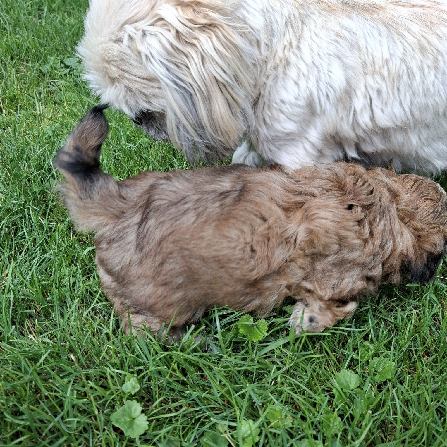 Pies samiec Shih tzu do odbioru koniec lipca