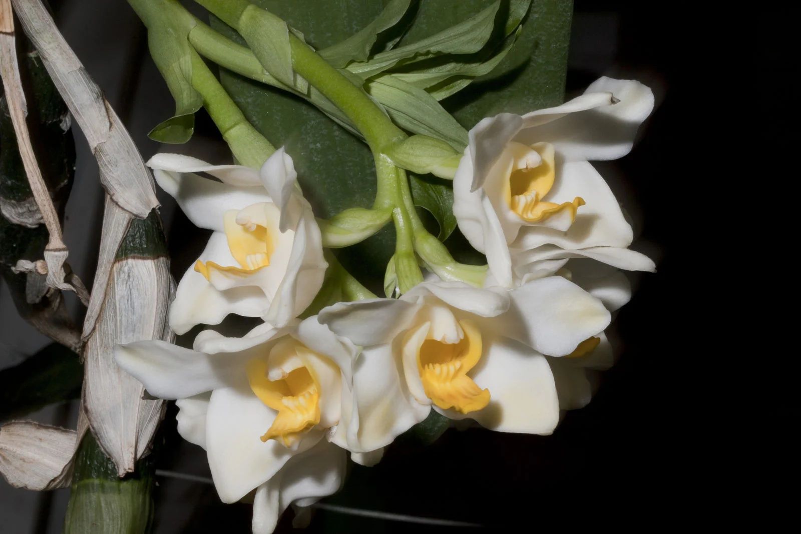 Орхидея морковка хизис Chysis bractescens